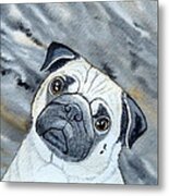 Pug Metal Print