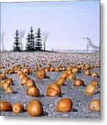 Pumpkin Field Metal Print