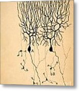 Purkinje Cells By Cajal 1899 Metal Print