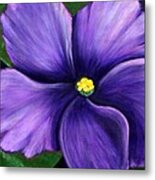 Purple African Violet Metal Print