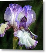 Purple And White Iris Metal Print