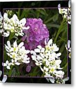 Purple And White Metal Print