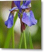 Purple Bearded Iris Oil Metal Print