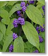 Purple Berries Metal Print