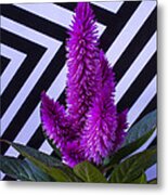 Purple Celosia Metal Print