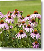 Purple Cone Flowers Metal Print