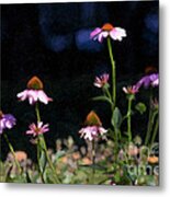 Purple Coneflowers Echinacea Metal Print