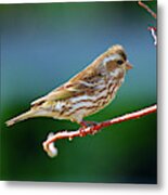 Purple Finch (haemorhous Purpureus Metal Print