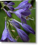 Purple Flowers Metal Print