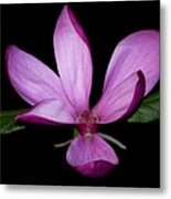 Purple Magnolia Metal Print