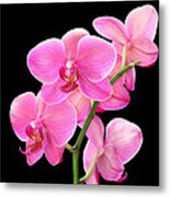 Purple Orchid On Black Metal Print