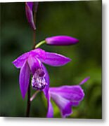 Purple Orchid Metal Print