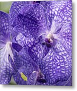 Purple Orchids Metal Print
