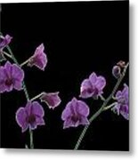Purple Orchids On Black Metal Print