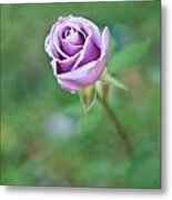 Purple Rose Metal Print