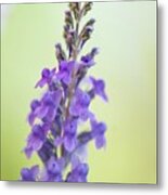 Purple Toadflax (linaria Purpurea) In Flower Metal Print