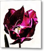 Purple Tulip Metal Print