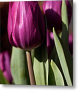Purple Tulip Metal Print