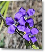 Purple Wildflower Metal Print