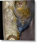 Pygmy Marmoset In A Tree Metal Print