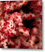 Pygmy Sea Horse On Soft Coral. Metal Print