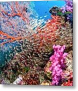 Pygmy Sweepers And Gorgonian On A Reef Metal Print