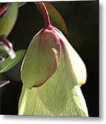 Qualup Bell Flower Metal Print