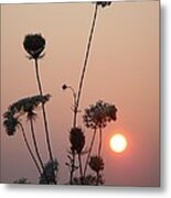 Queen Anne's Lace Sunset - Award Winning Photograph Metal Print