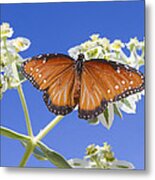 Queen Butterfly Metal Print