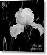 Queen Of The Garden Metal Print