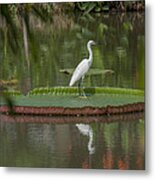 Queen Victoria Water Lily Pad With Little Egret Dthb1618 Metal Print