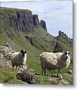 Blackface Sheep - Quiraing - Isle Of Skye Metal Print