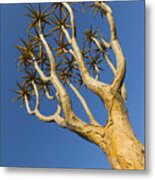 Quiver Tree Keetmanshoop Namibia Metal Print