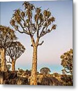 Quiver Tree Sunset - Namibia Africa Photograph Metal Print