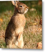 Rabbit Standing In The Sun Metal Print