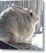 Rabbit Waiting For The Snow To Melt Metal Print