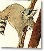 Raccoon On Tree Metal Print
