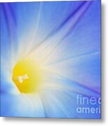 Radiance Metal Print