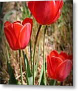 Radiant In Red - Tulips Metal Print