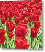 Radiant Red Metal Print