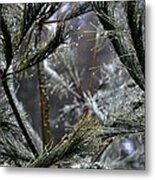 Rain On Pine Needles Metal Print