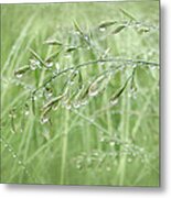 Raindrops Falling On Green Grasses Metal Print