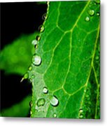 Raindrops On Green Leaf Metal Print