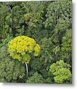 Rainforest Canopy Yasuni Ecuador Metal Print