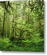 Rainforest Hoh River Valley Washington Metal Print