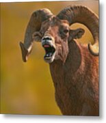 Ram Metal Print