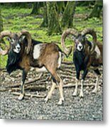 Rams In The Deer Park Metal Print