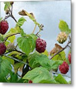 Raspberries On A Fence Metal Print