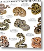Rattlesnakes Of North America Metal Print