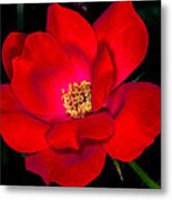 Real Red Metal Print